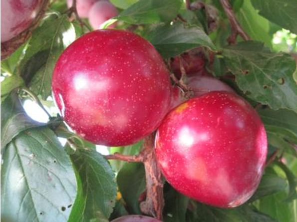 Susino Santa Rosa - Prunus Domestica - Albero - Vaso 24 - H 150/170 - C 10/12
